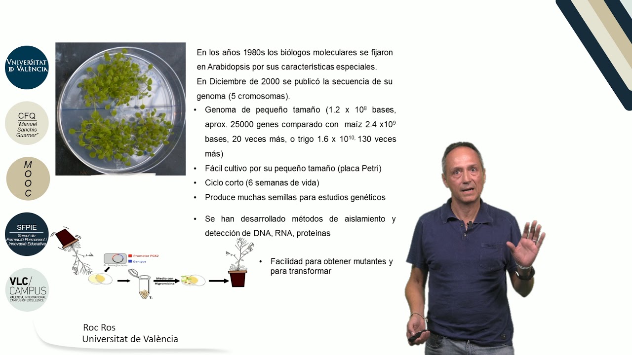 4.6. Arabidopsis thaliana