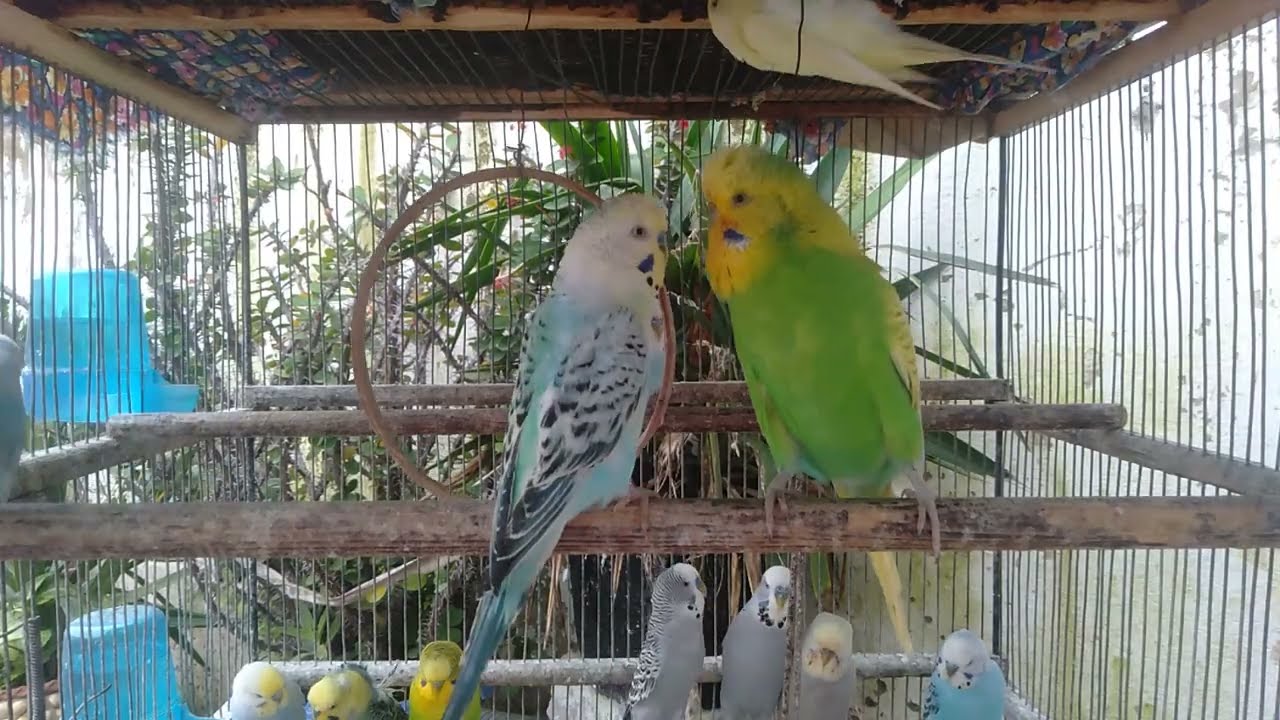 Beautiful Birds That Bring Calm to Your Space
