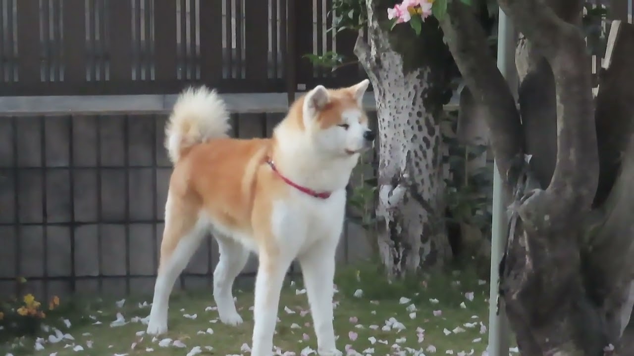 師走の秋田犬