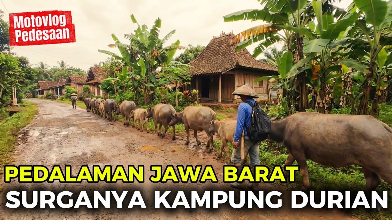 KAMPUNG SURGA TERKENAL DENGAN DURIAN LOKAL RASA PREMIUM 