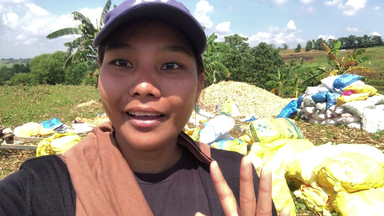 PAG THRESHER AT PAGBIBILAD SA NAANING MAIS| BUONG PROSESO NG PAG-AANI (FARMERS LIFE)