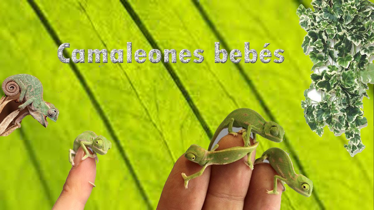 Cómo cuidar camaleones bebés o crías de camaleón.