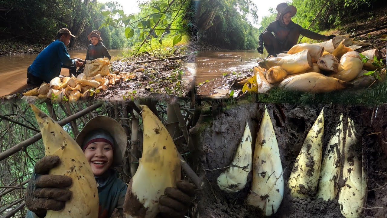 หาหน่อไม้ไผ่ป่าลุยน้ำห้วยกับบ้าน/ຫາໜໍ່ໄມ້ໄຜ່ປ່າລຸຍນ້ຳກັບບ້ານ/บ่าวภูไทห้วยสาน