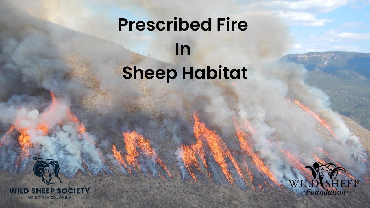 Prescribed FIRE in Sheep Habitat in Northern B.C