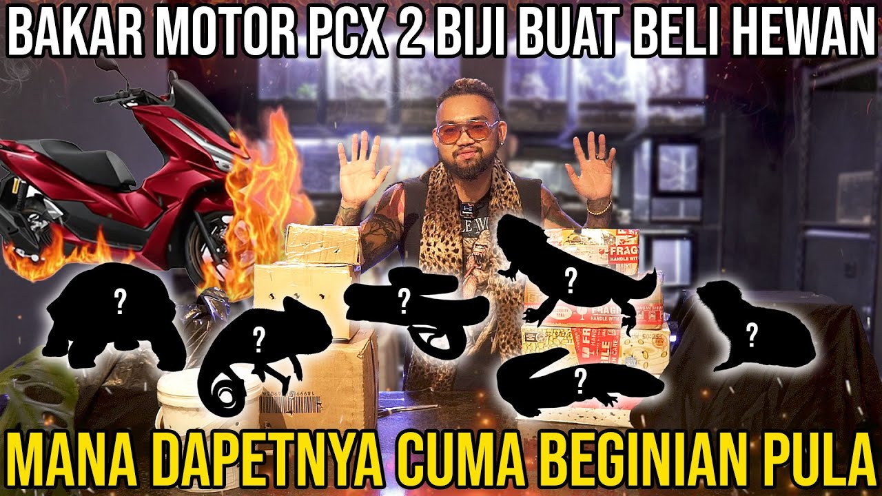 B4K4R MOTOR PCX 2 BIJI BUAT BELI HEWAN. MANA DAPET NYA BEGINI PULA #Audreykingofthejungle