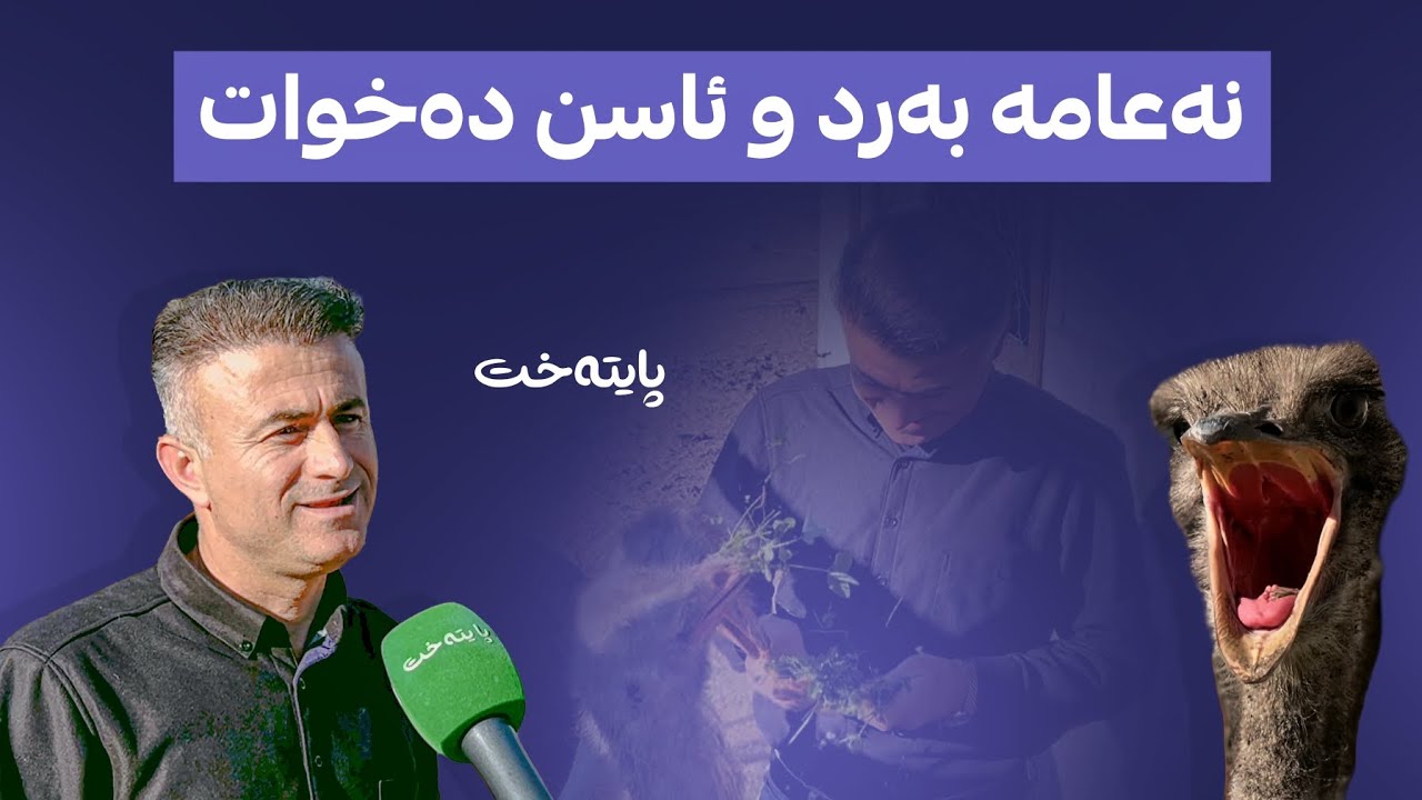 مامۆستا سۆران بەخێوکەری نەعامە دانیشتووی گوندی کاولۆکانە و ماوەی چەند ساڵێکە نەعامە بەخێو دەکات