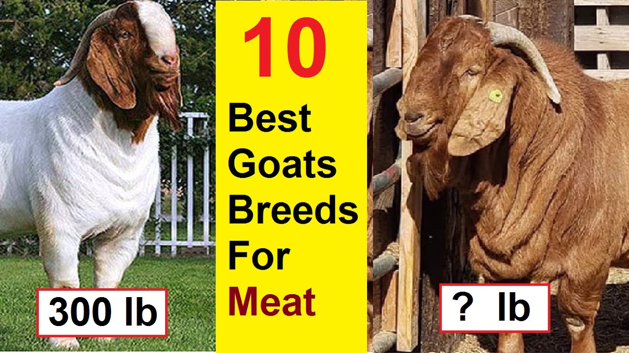 Highest Meat Producing Goats In The World | 10 Best Goats Breeds | Best Goats Breeds In The World |