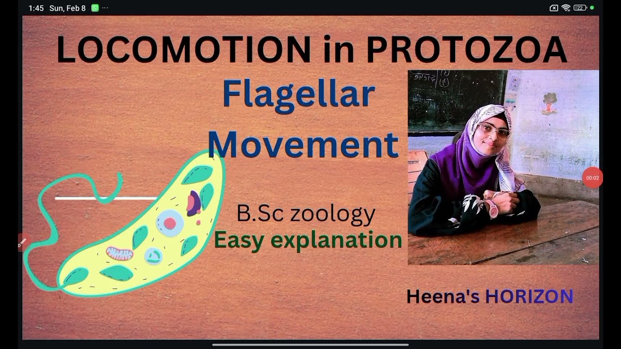 Locomotion in PROTOZOA ll flagellar movement ll Euglenoid movements ll @ bsc zoology @education