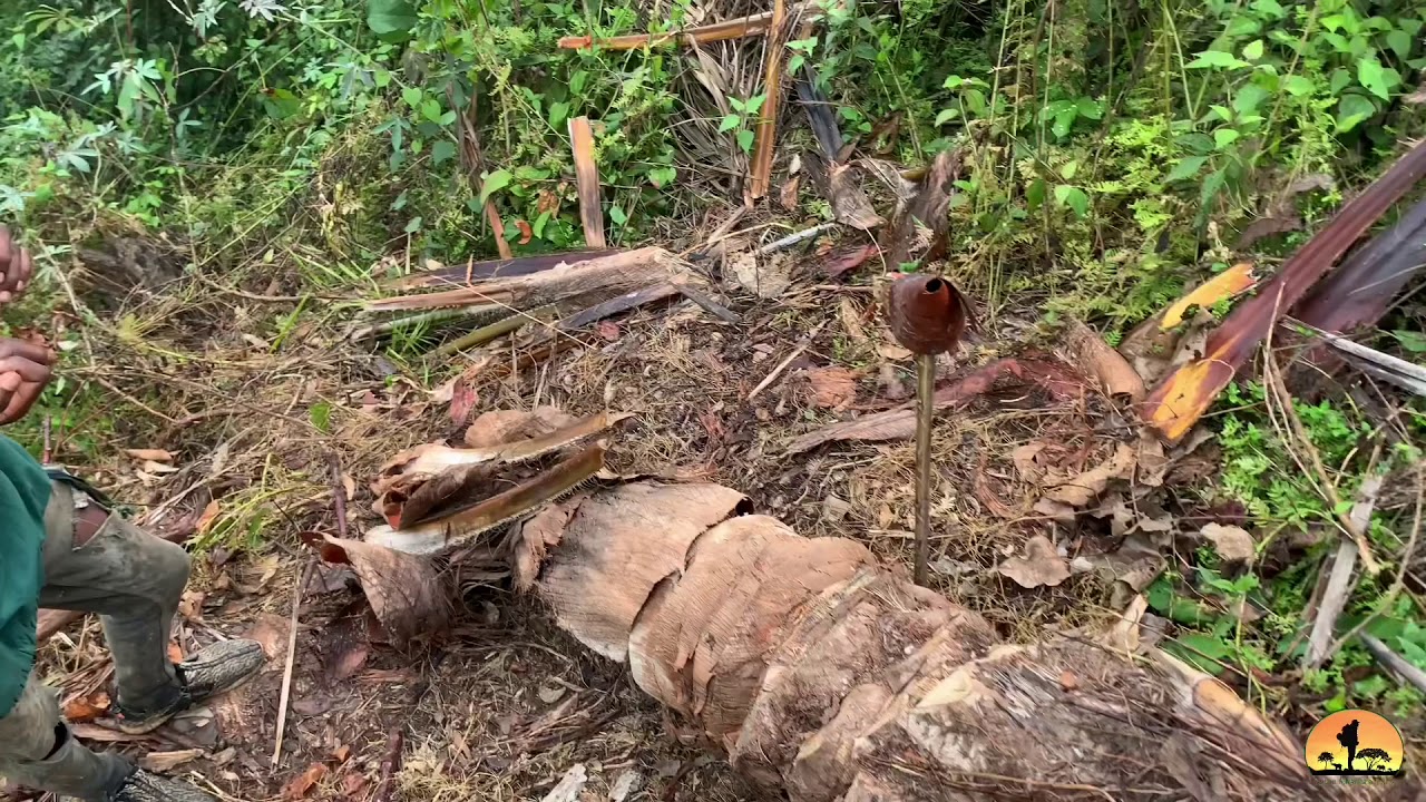 How to collect palm sap, a wild palm wine brewery, full process .