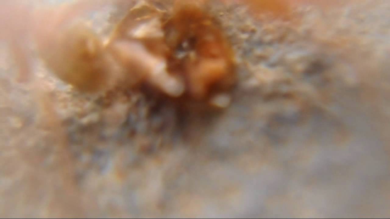 Ants are helping an injured ant HD