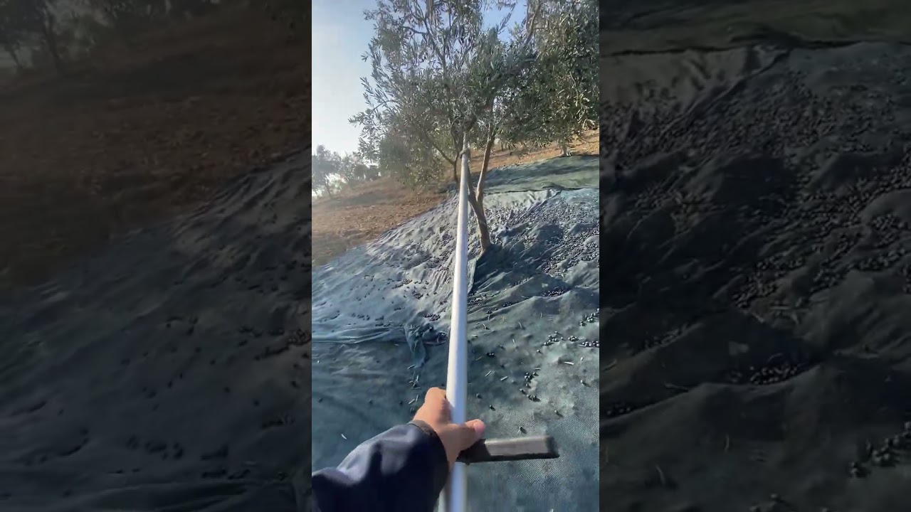 Cifarelli SC 605 ile Zeytin Hasadı