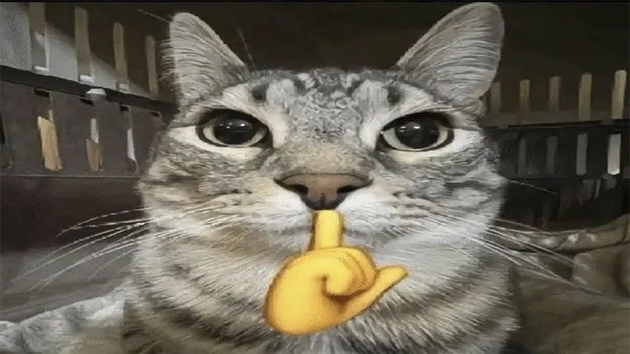 MEMES COMPILATION | UNUSUAL VIDEOS | CUTIE AND FUNNY #3