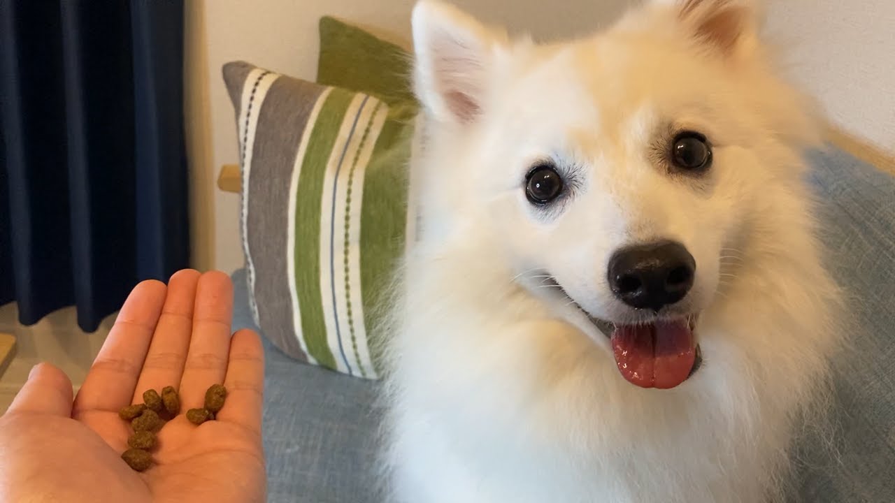 どうしても食べたいのに我慢してピクピクする犬がコチラ…笑