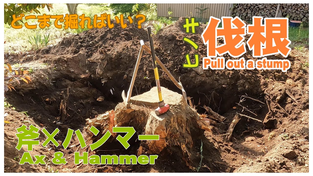 ヒノキの切り株、どこまで掘ればいいの？Pull out a stump #diy #伐根