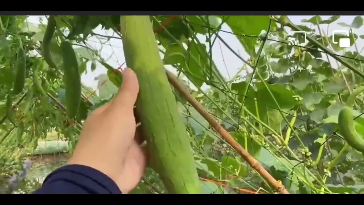Cuộc sống nhà nông  quê tôi chỉ trông rau sạch thu hoạch cao mời quý vị xem mướp siêu quá
