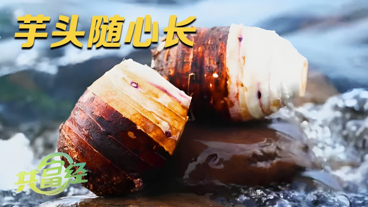 全靠他钻研的芋头种植方法，一亩地销售额轻松过万！能随心所欲控制芋头长势，高效种植，轻松赚钱！|「共富经」20231120