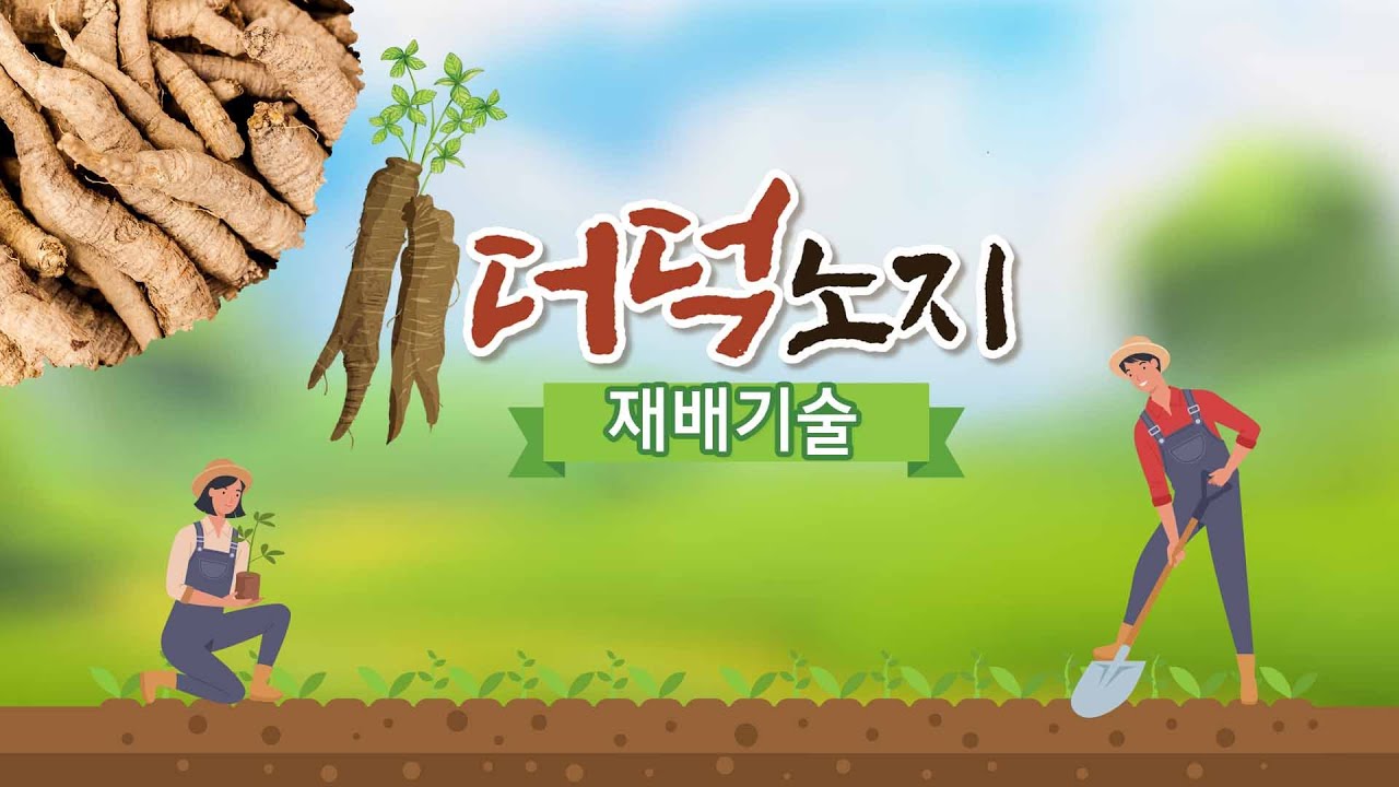 더덕 노지 재배기술