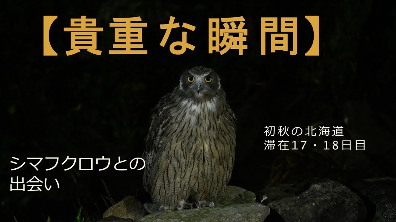 【貴重な瞬間】シマフクロウとの出会い～朝日を受けた知床峠の紅葉　野付半島レアなエリア