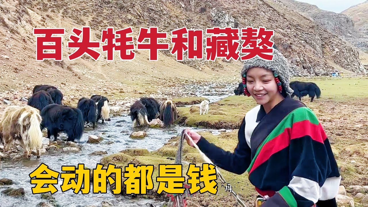 藏族姑娘养上百头牦牛和藏獒，随手挥上一鞭子，会动的都是钱！【那曲拉姆】