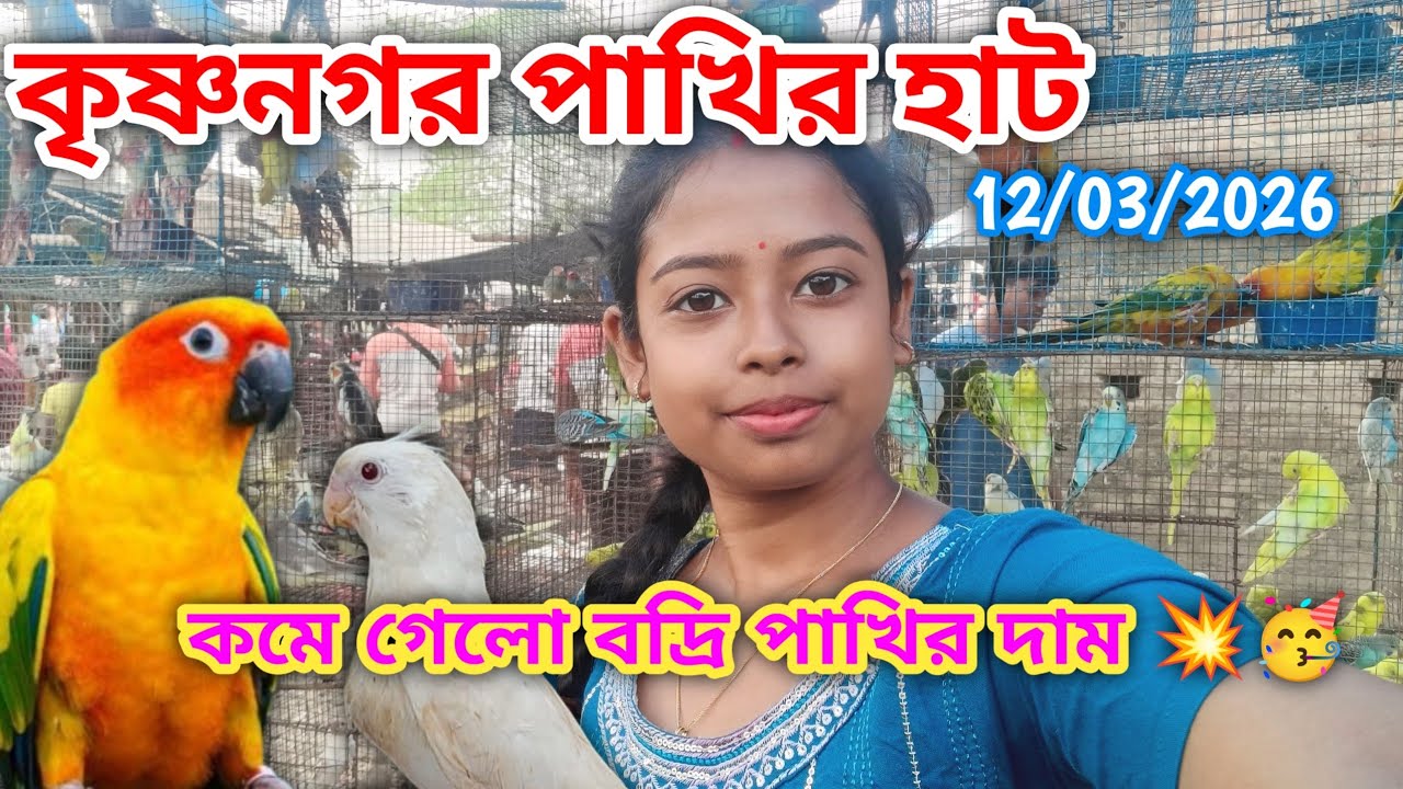 কমে গেলো বদ্রি পাখির দাম 💥🥳|| Krishnagar Pakhir Hat || 12/3/2026