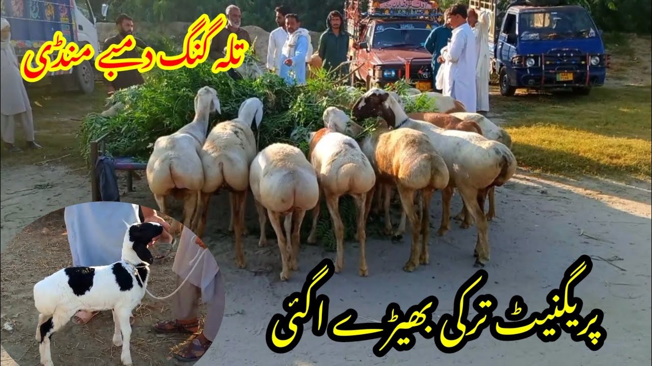 Talagang dumba Mandi/zero size Turkey dumba kids rates/dumba Mandi new update 2025/