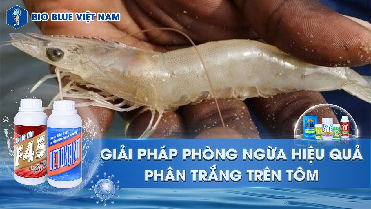 BỆNH PHÂN TRẮNG DO VI KHUẨN – MỐI NGUY TIỀM ẨN TRONG AO NUÔI!