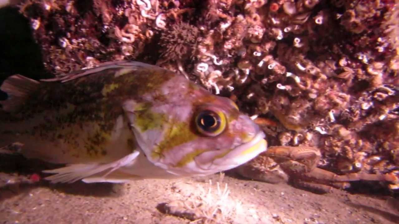 Rockfish Identification