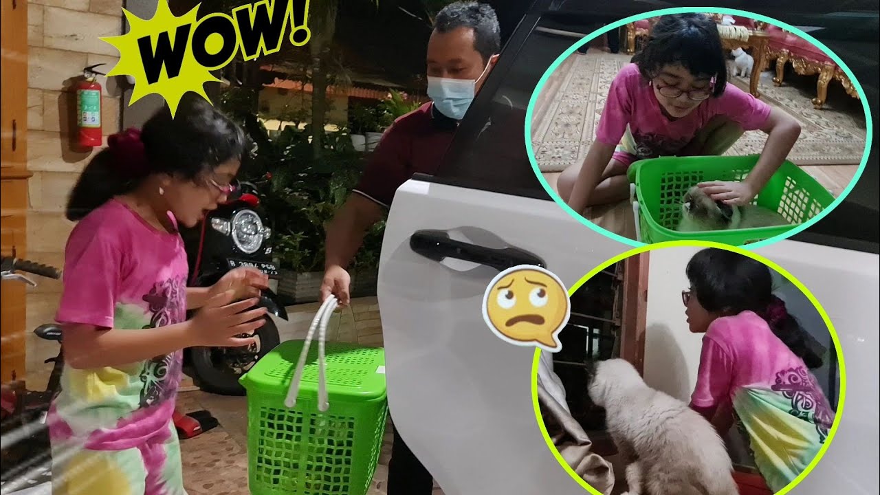 HANUM DAPAT HADIAH KUCING LUCU - WELCOME HOME KUCING MILO 💞 Shafeea Hanum