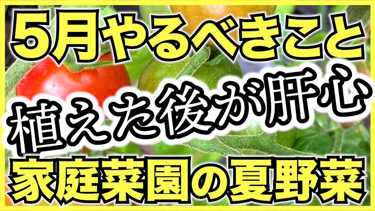 【家庭菜園】5月にやるべきこと！6月から夏野菜を収穫するために今すぐやるべき農作業のチェックリスト【初心者向け栽培のコツ】
