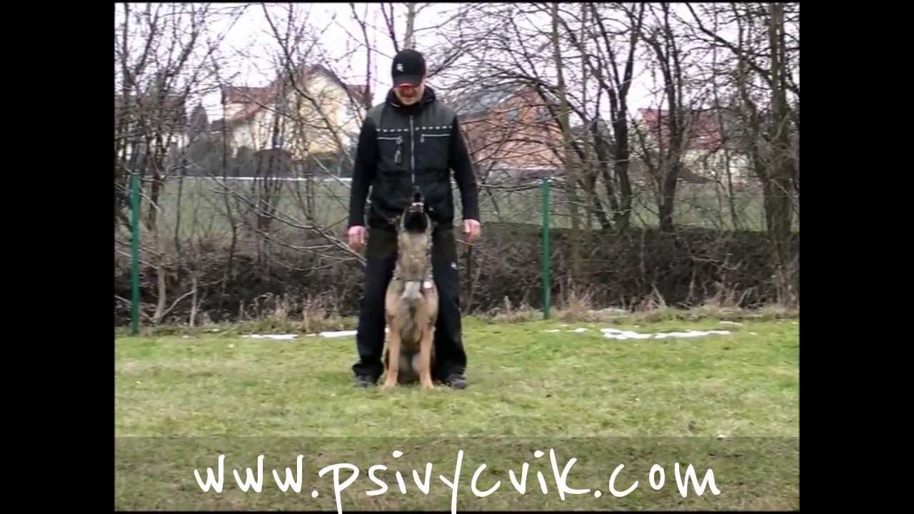 Výcvik psů Adamec Luboš #germanshepherd #vycvikpsa #DogTraining #vycvikpsu #obedience