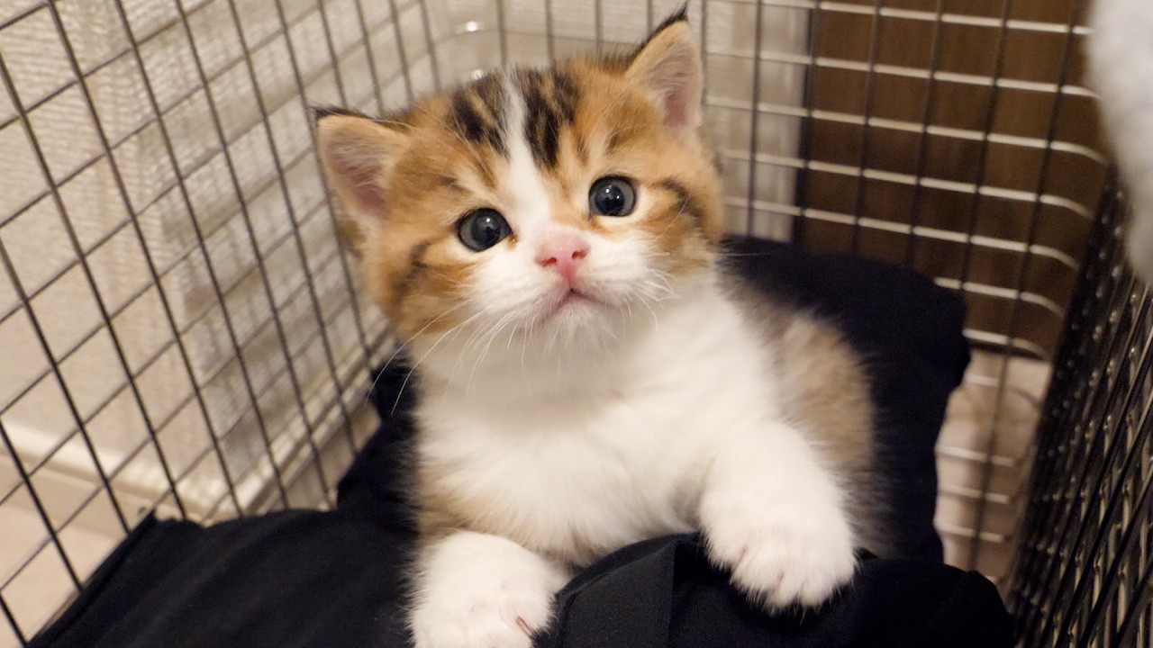 Kitten Nico seems to feel at home in the basket in the changing room.
