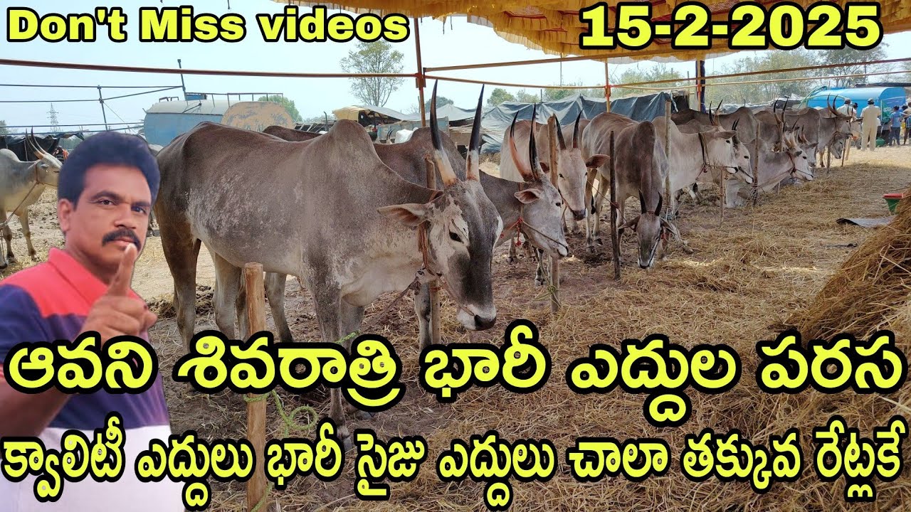 Avani శివరాత్రి భారీ ఎద్దుల పరస క్వాలిటీ ఎద్దులు భారీ సైజ్ ఎద్దులు తక్కువ రేటుకే #rktelugutravaller 