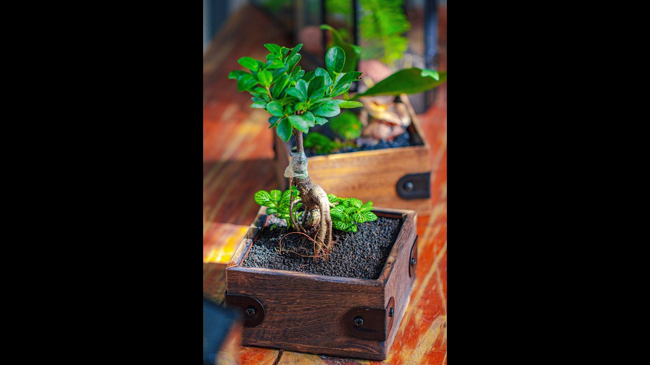 Tutorial: Planting in a Bonsai Style: Ginseng Ficus and Nerve Plant