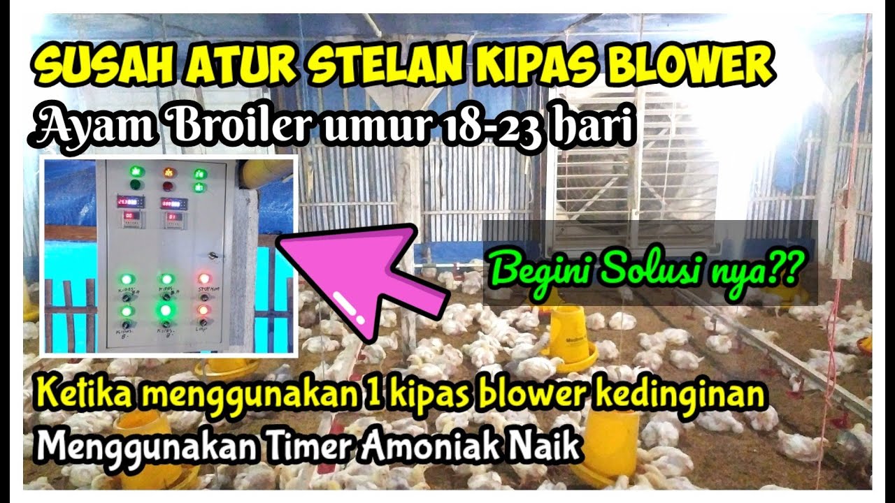 Pengaturan kipas blower kandang close house ketika Ayam broiler umur 20 hari