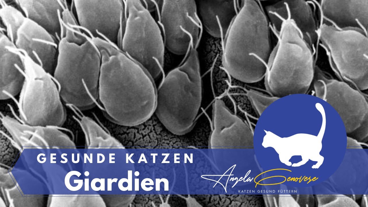 Giardien bei Katzen 😱 So wirst Du sie los!