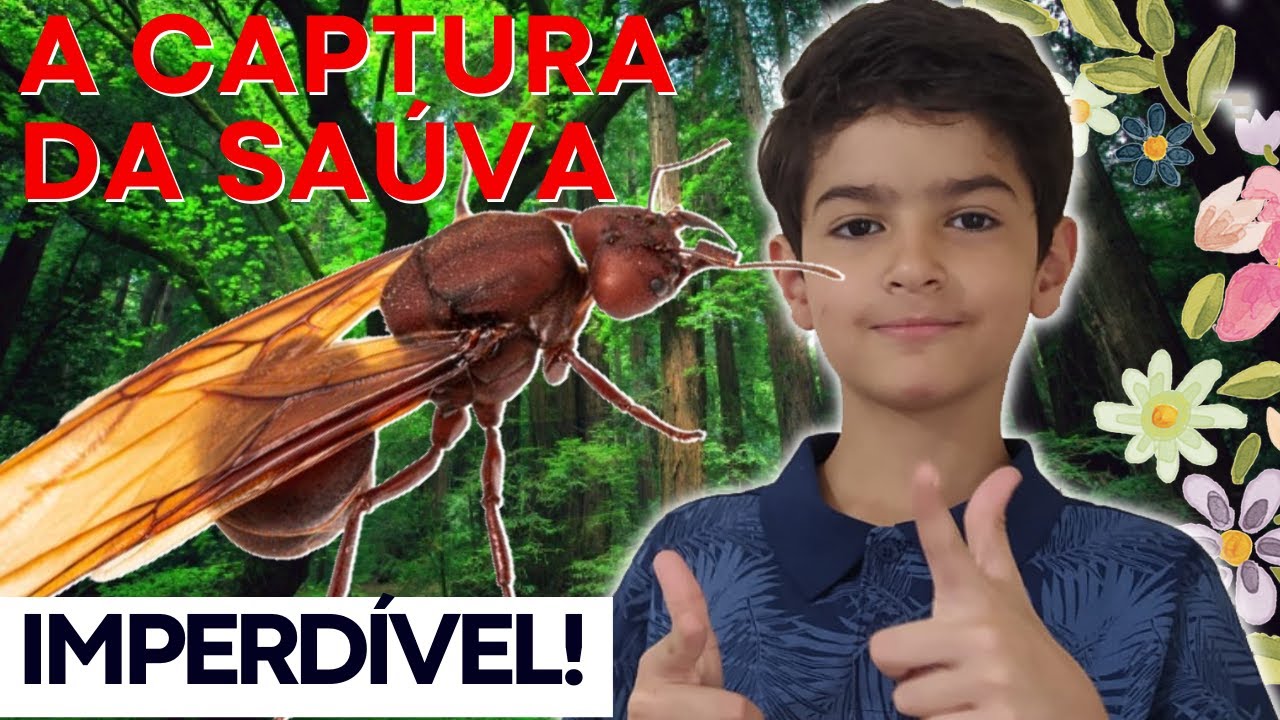 Nova revoada de formigas. A captura da rainha saúva.