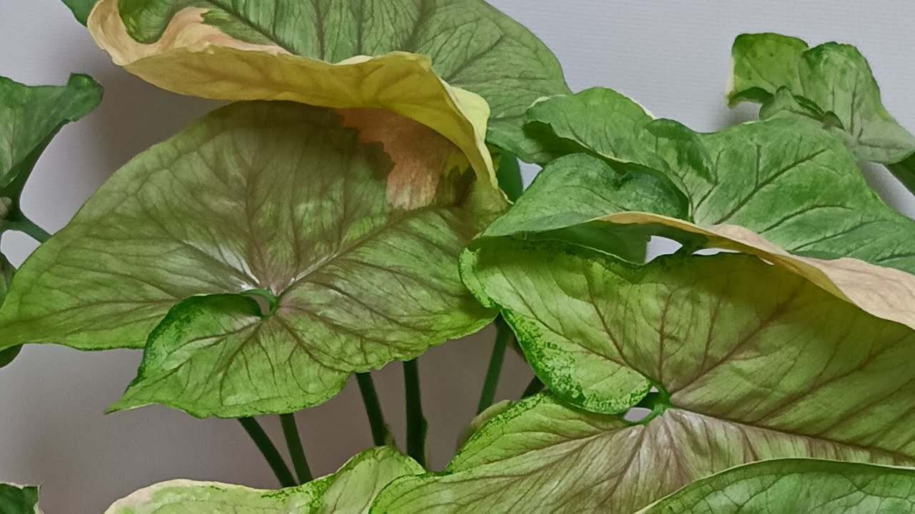 Небольшой обзор моих растений. #цветыдлядома #сингониум  #flowers #plants 