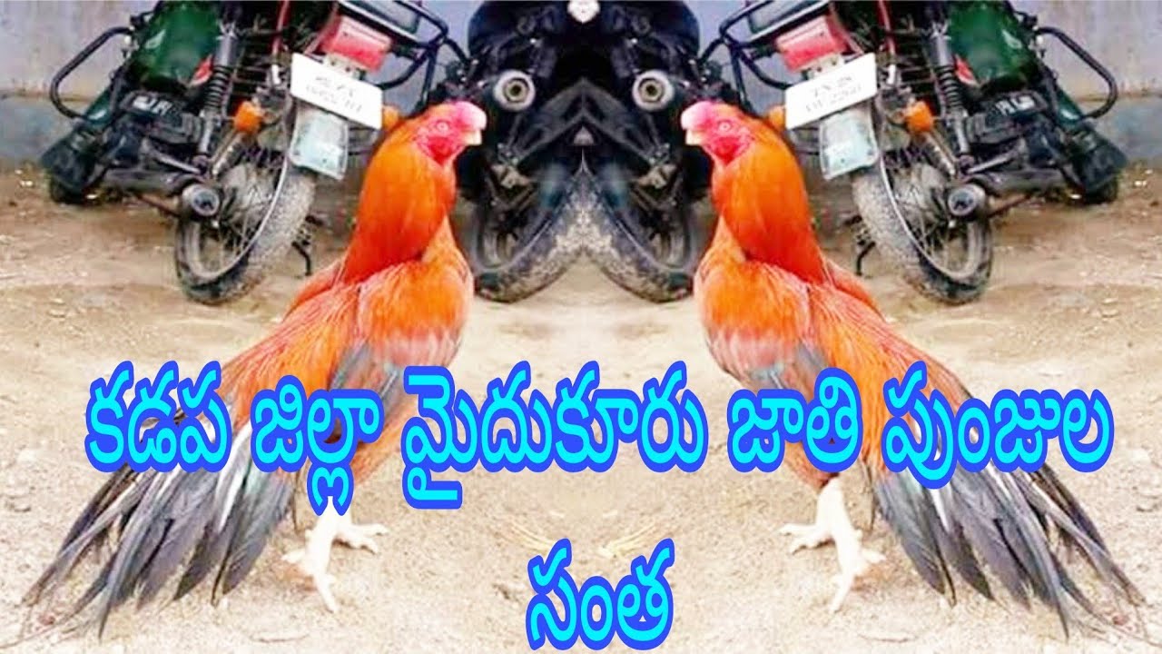 MYDUKUR SATURDAY ASEEL MARKET || కడపజిల్లా మైదుకూరు జాతిపుంజుల సంత || SYEDFARMS