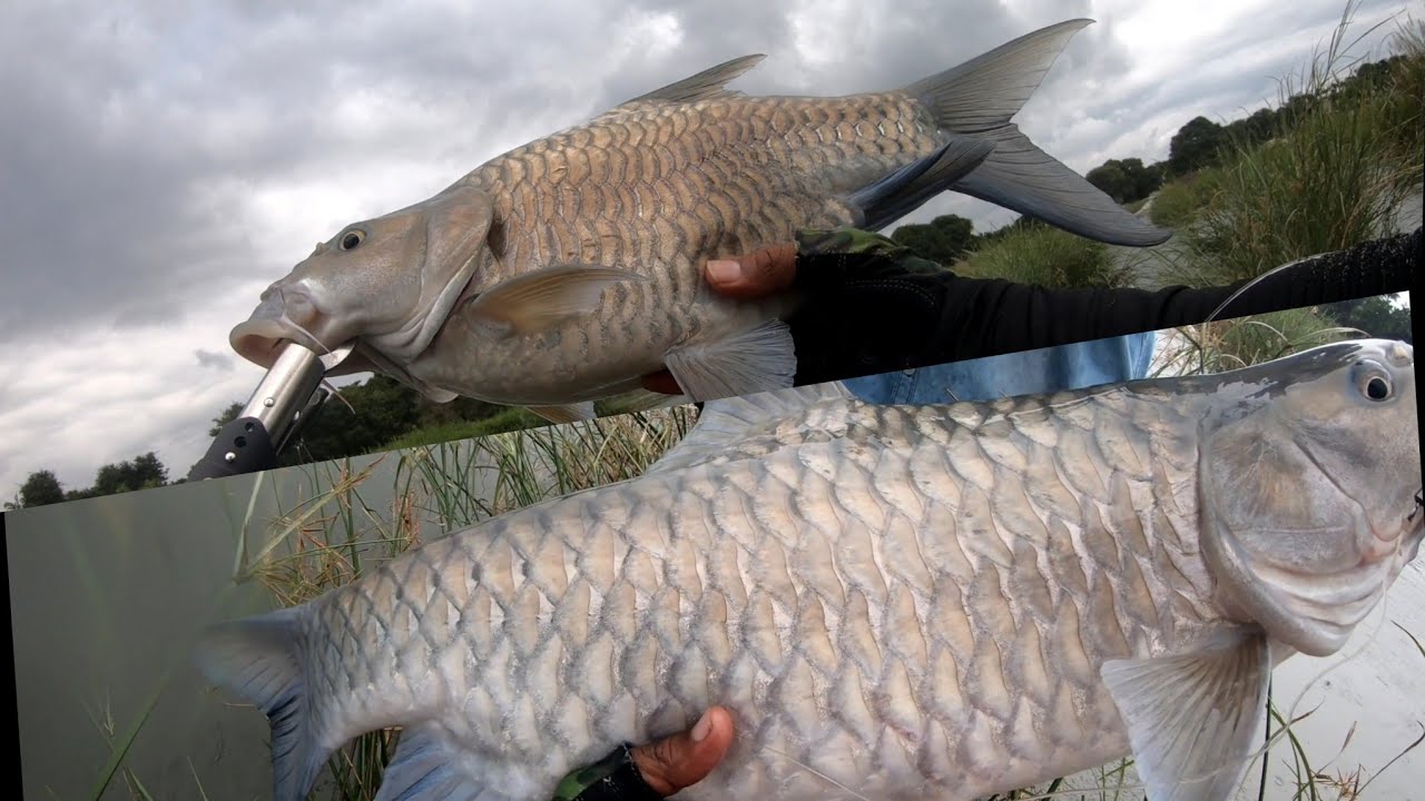 Almost lost all my lures while fishing | Mahseer Fishing | Dwarf Mahseer in Kaveri | Bluefin Mahseer