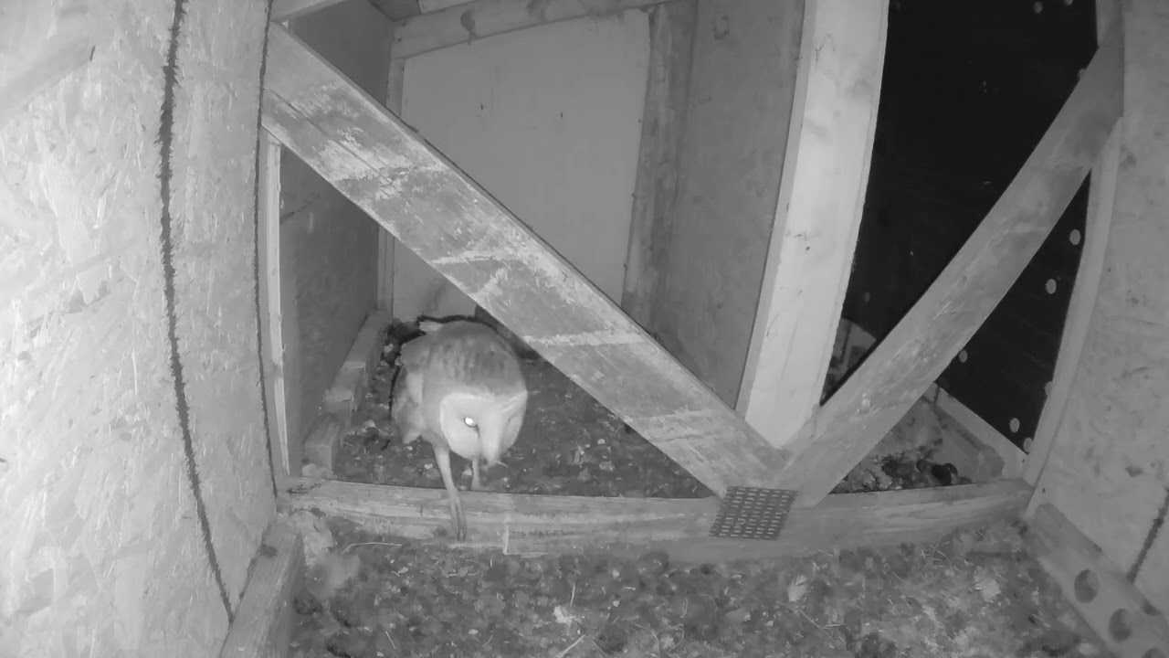 Owl box in Bellingham Washington, March 10th 2026