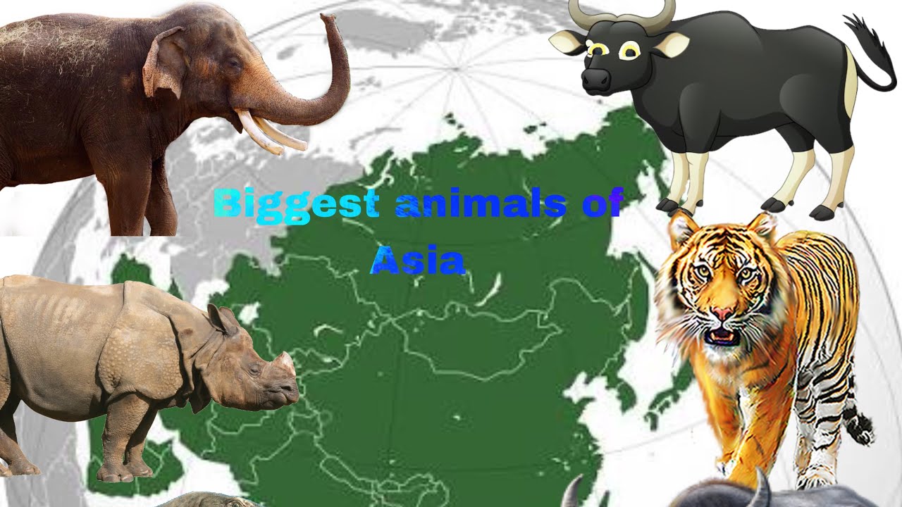 Biggest animals of Asia 