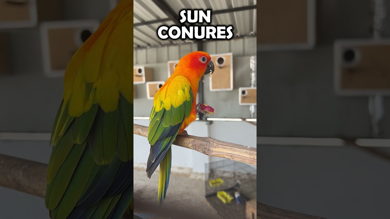 நம்ம வீட்டில இருக்கிற pets-அ பார்க்கலாம் வாங்க My Home Pets Tour 🥰🤩