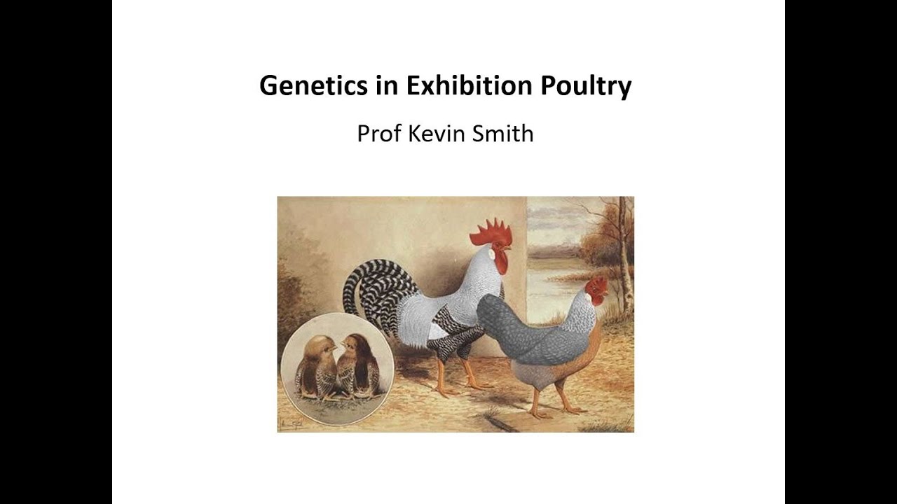 Poultry Genetics Episode 1 by Kevin Smith