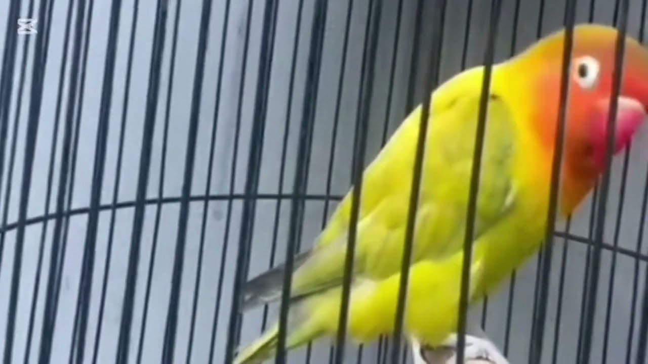 Lovebird ngekek panjang dengan variasi isian terbaik dan tembakan mewah 13 februari 2026