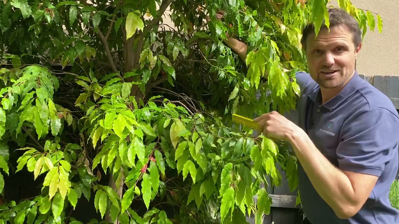Trees and shrubs near pool fences - an explainer