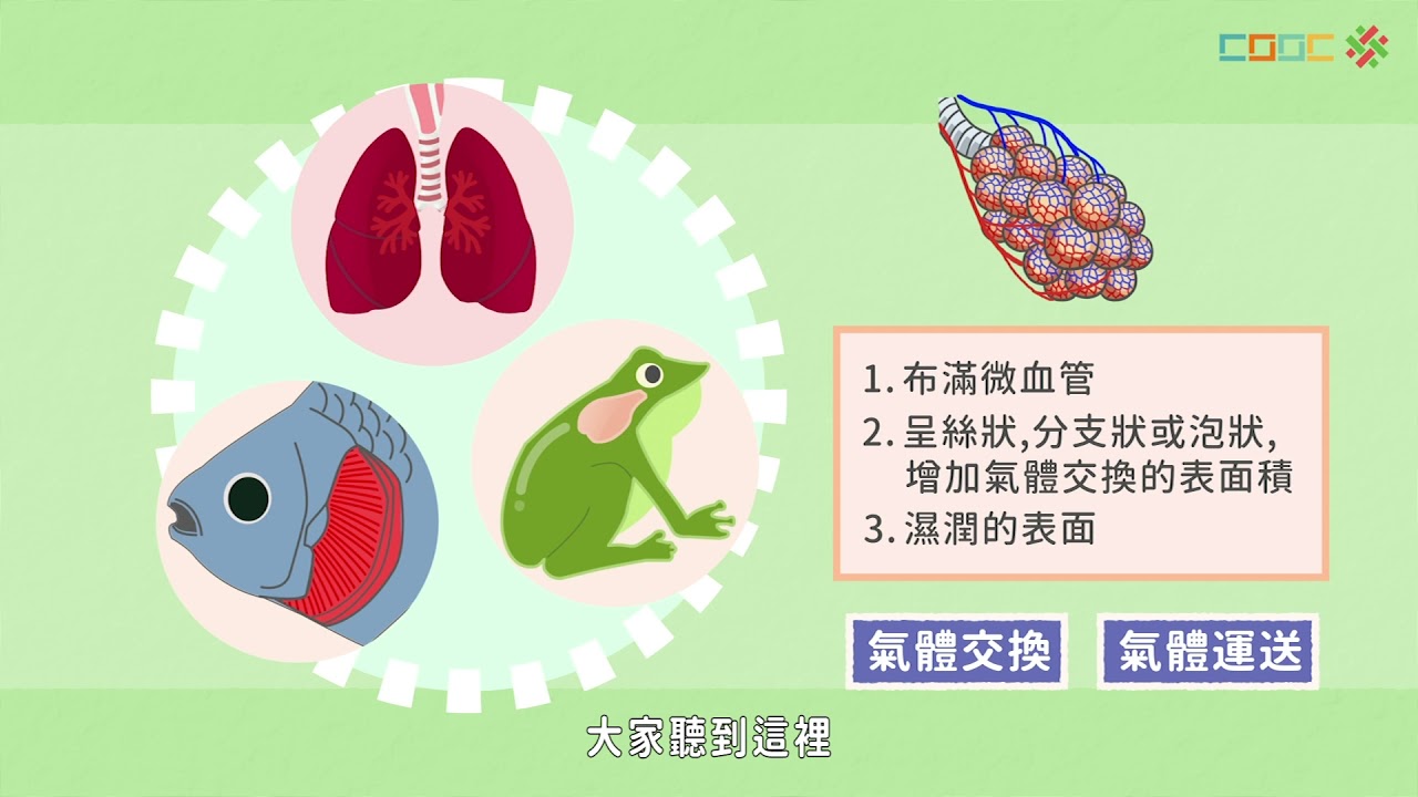 【均一 x 酷課雲】【七上生物】55【觀念】動植物的呼吸構造.mp4
