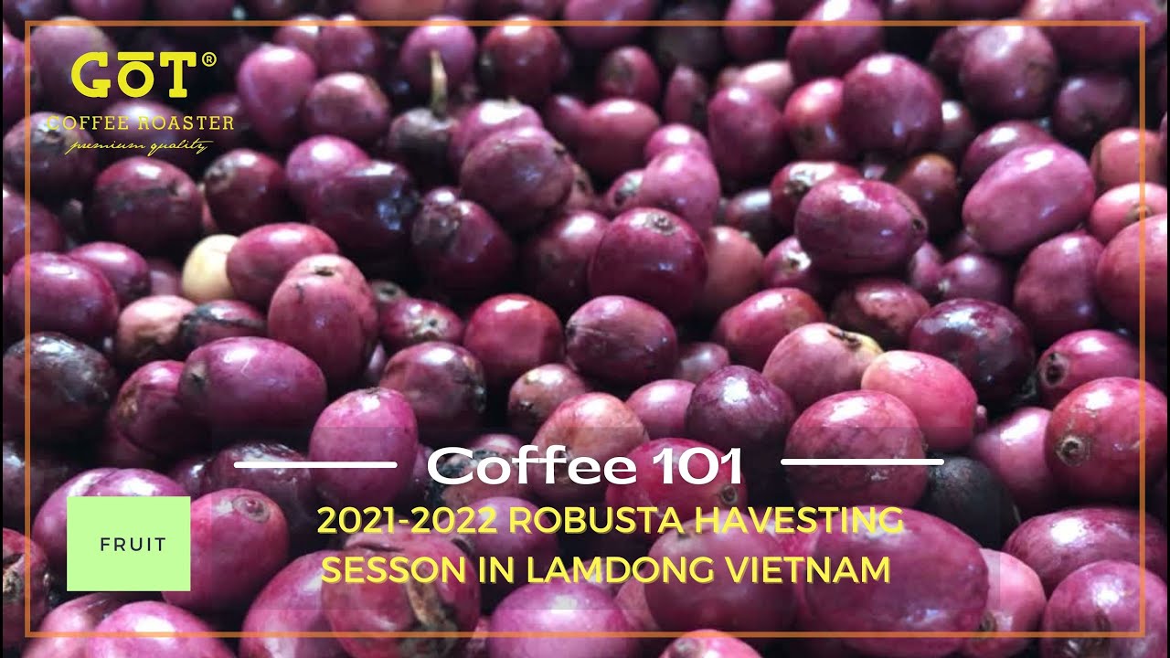 Extended Fermentation on Robusta Coffee.