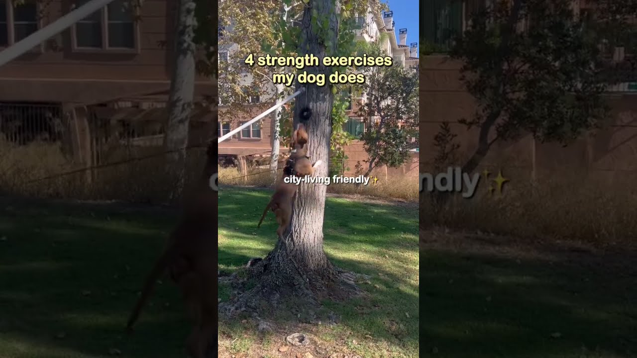 Strength Exercises My Dog Does! 