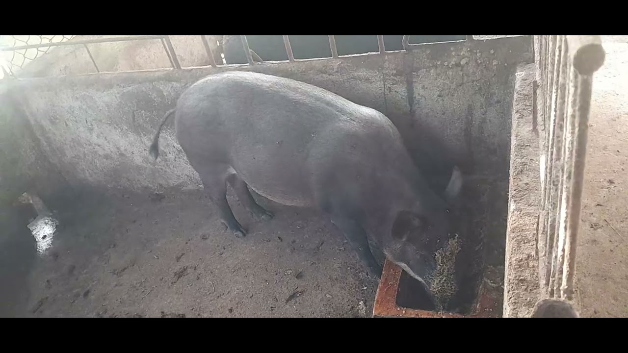 Nông dân AI nuôi heo bằng cám ủ heo nhanh lớn rất có lợi cho người chăn nuôi 