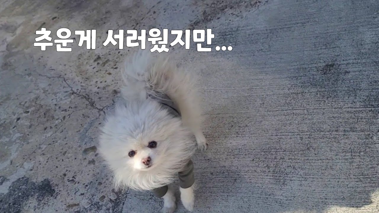 냉장고보다 더한 대리석 계단에서 문지기 되어 추운 찬바람만 쐬고 있었던 포메라니안